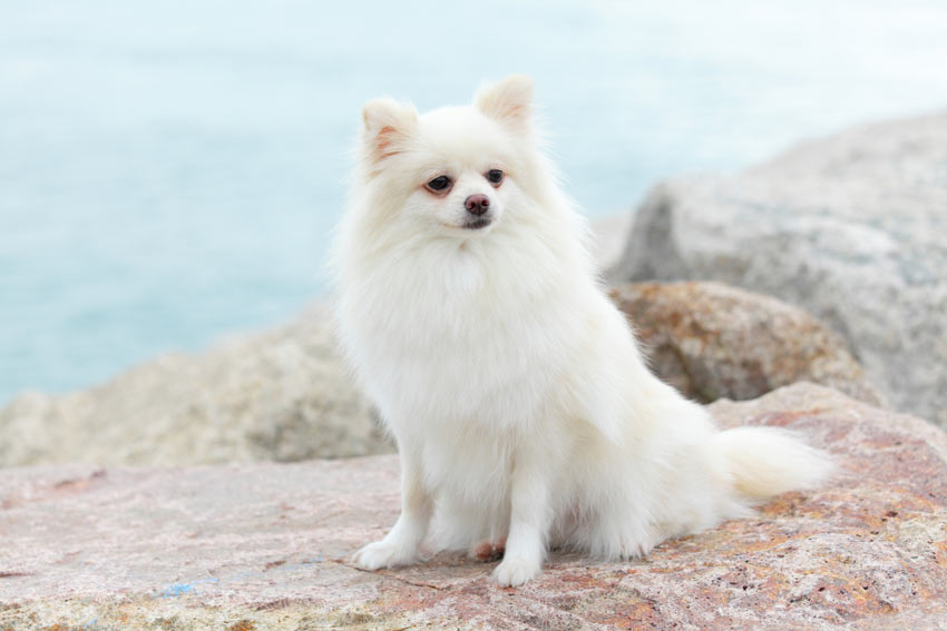 An elegant white Pomeranian dog