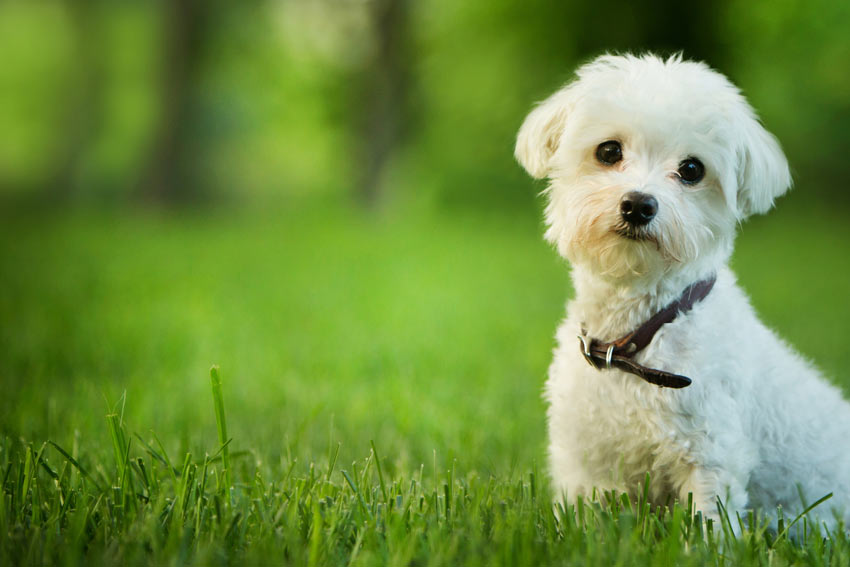 An incredible little Maltese with a white curly coat