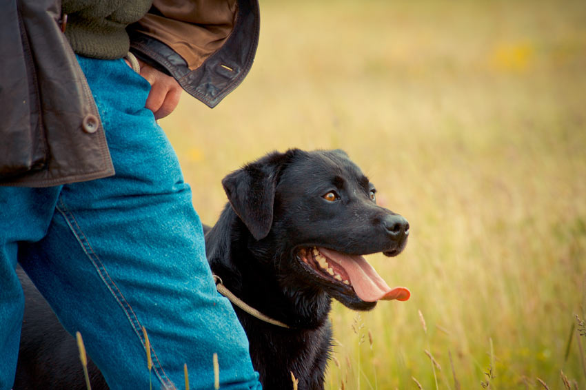 An obedient Black Labrador sitting next to its owner