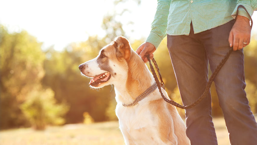 An obedient dog sitting next to his owner