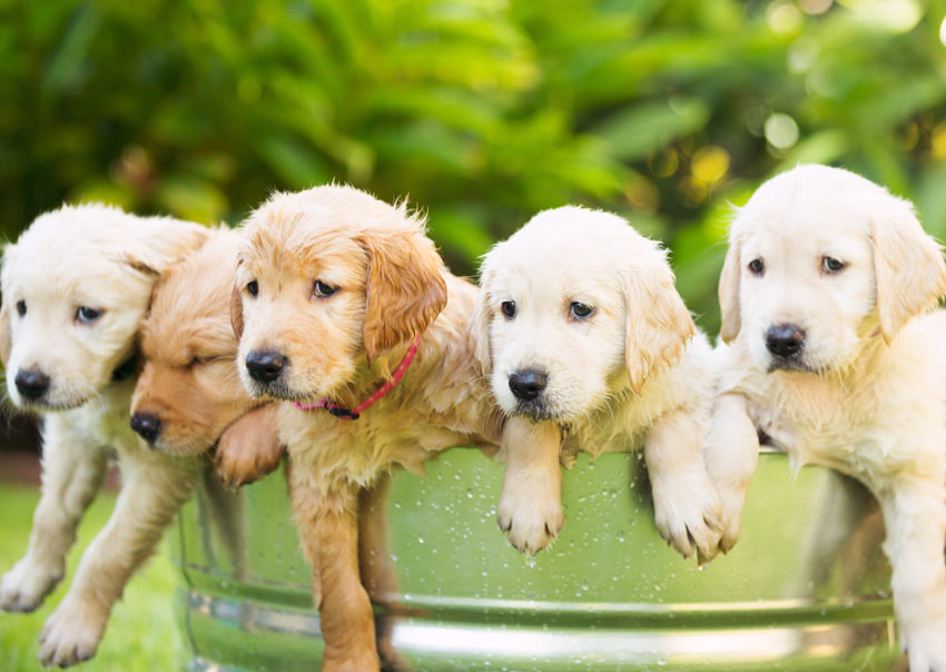 Five adorable Golden Retriever puppies having a bath