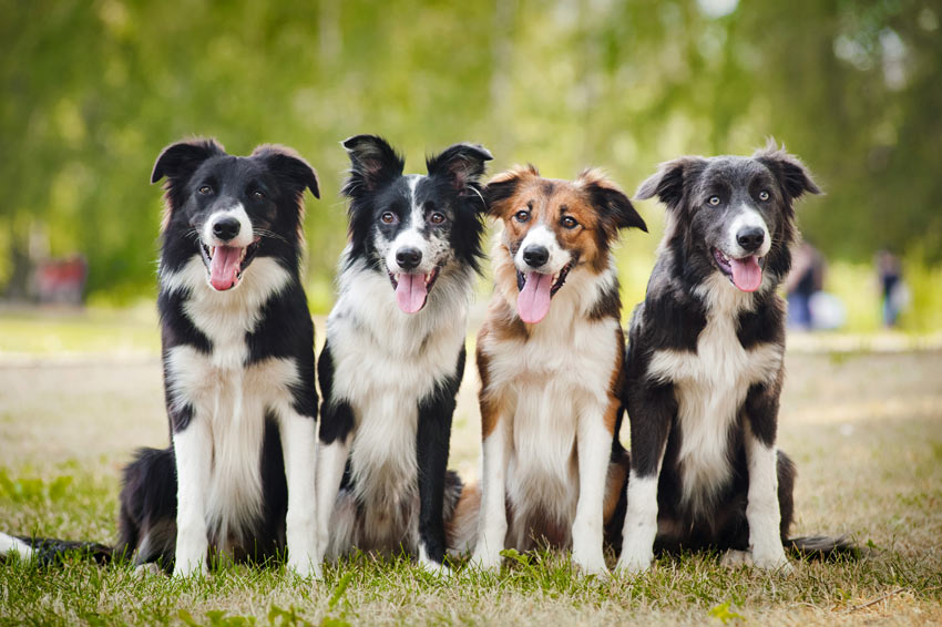 Four beautiful working collies sat in a line