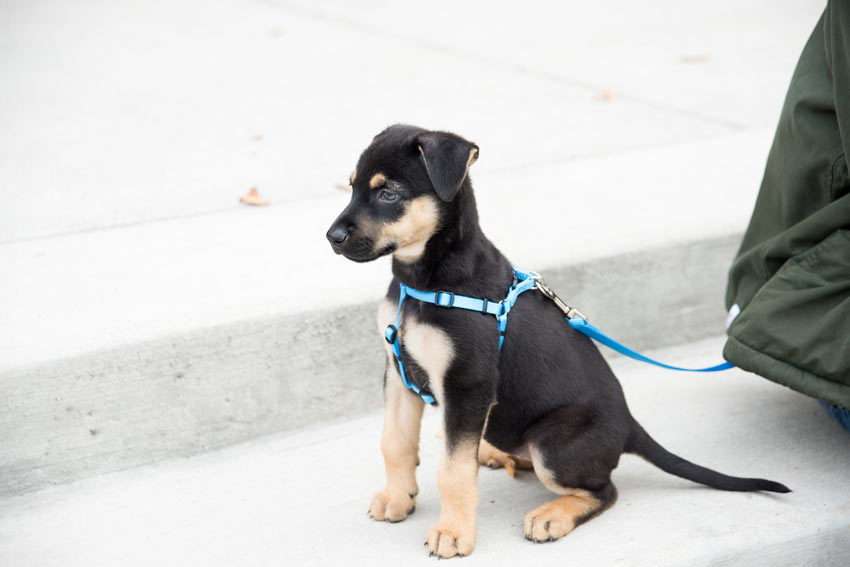 Keep your pup on the lead when introducing a cat for the first time