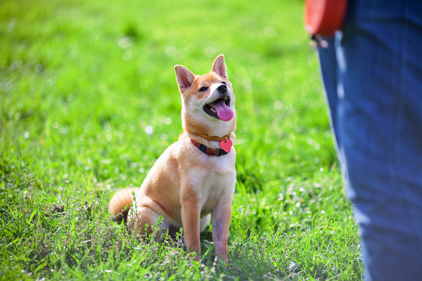 Teaching a dog to sit