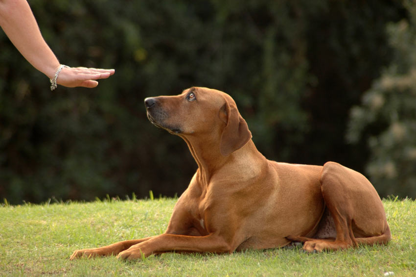 Teaching a dog to stay