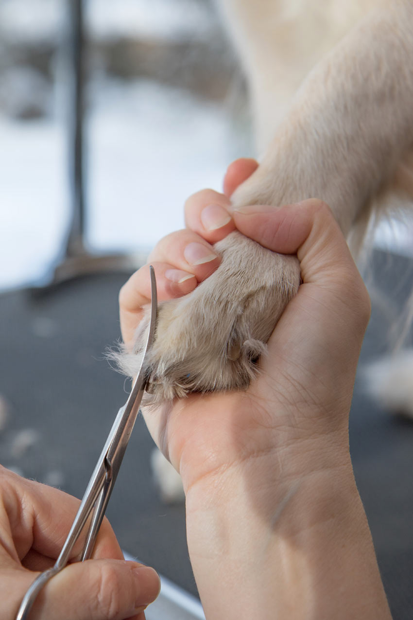 Trimming a dogs paws using scissors