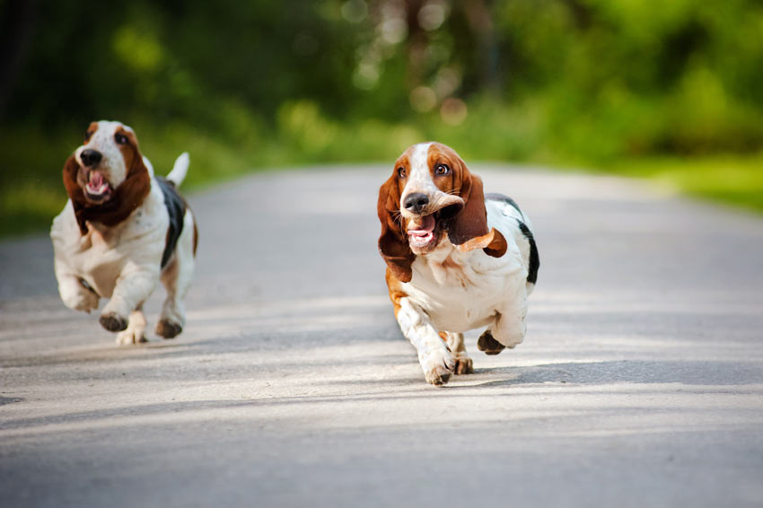 Two Basset Hounds Running down a road