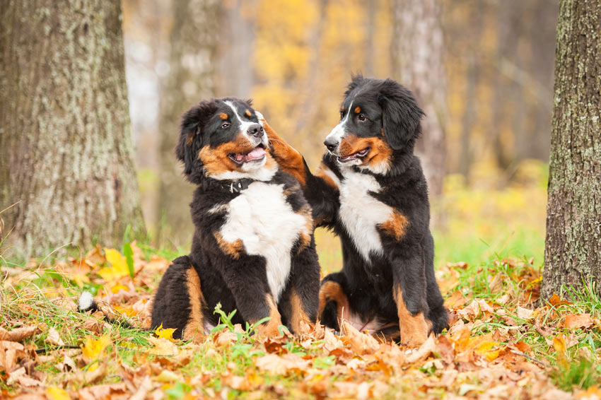 Two Bernese Mountain Dog playing with each other