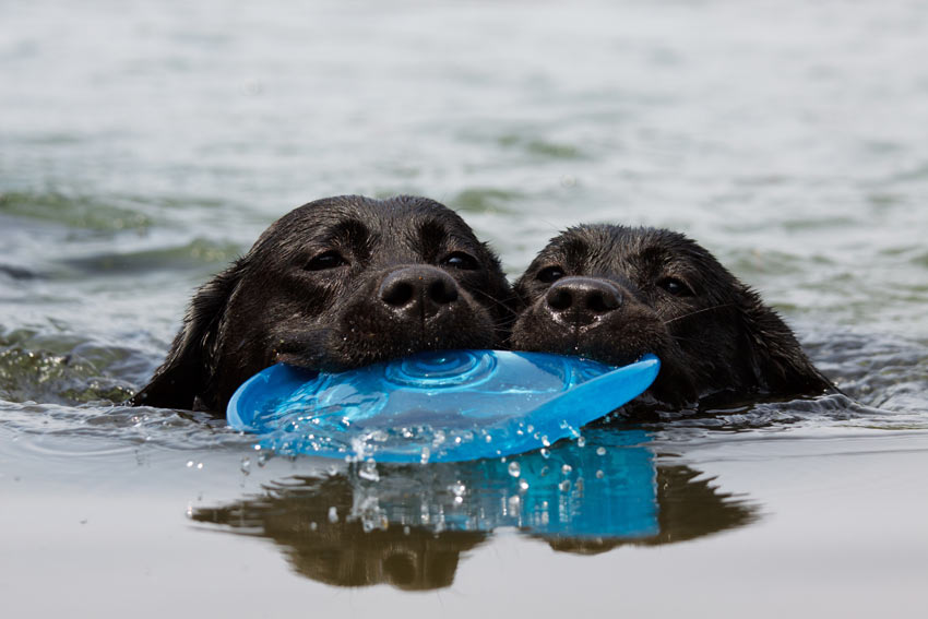 Two Black Labradors both retrieving the same frizbee whilst swimming