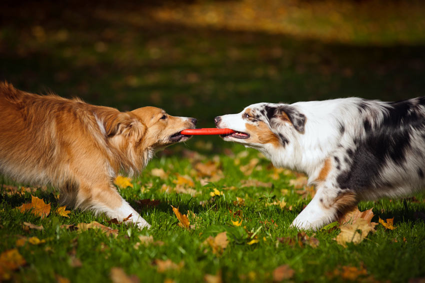 Two Dogs Playing Tug Of War