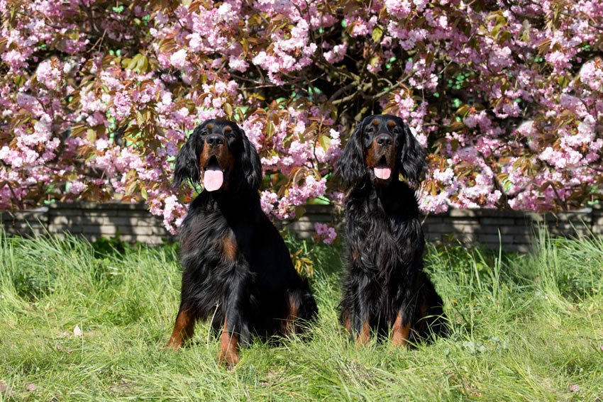 Two Gordon Setters with dark silky coats
