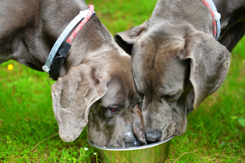 Two Great Danes feeding from the same bowl