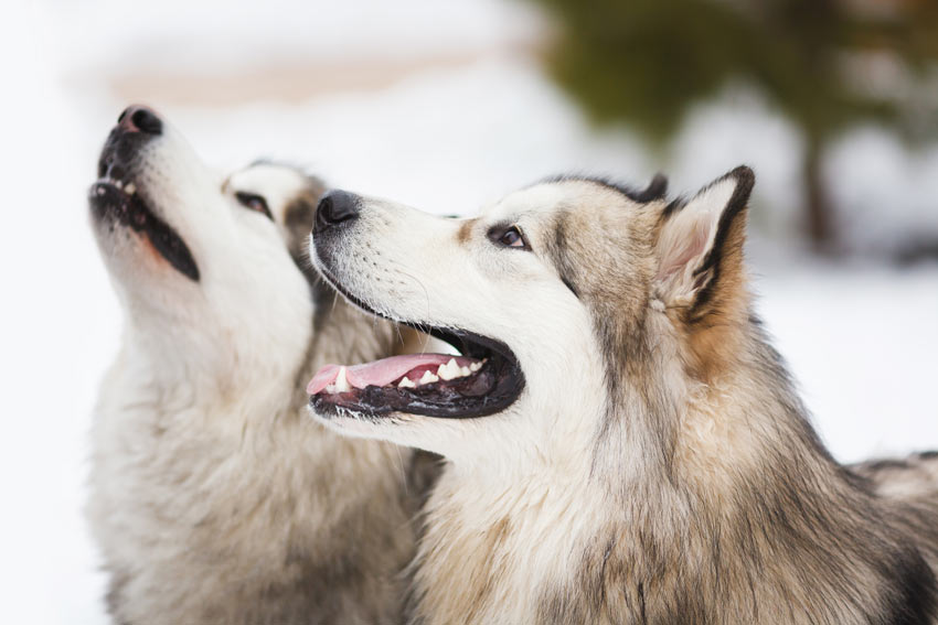 Two Siberian Huskys comminicating with each other and their owner