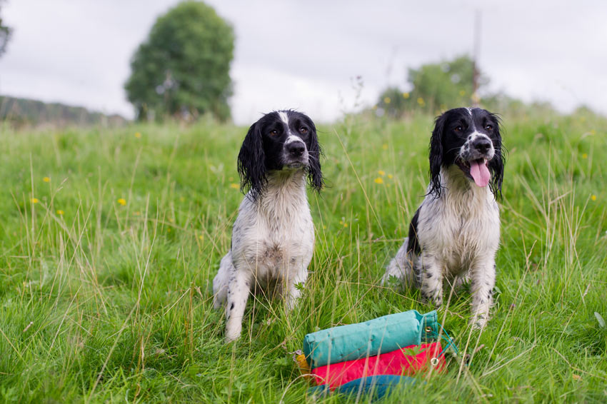 Two Spaniel Gundogs sitting waiting for some training
