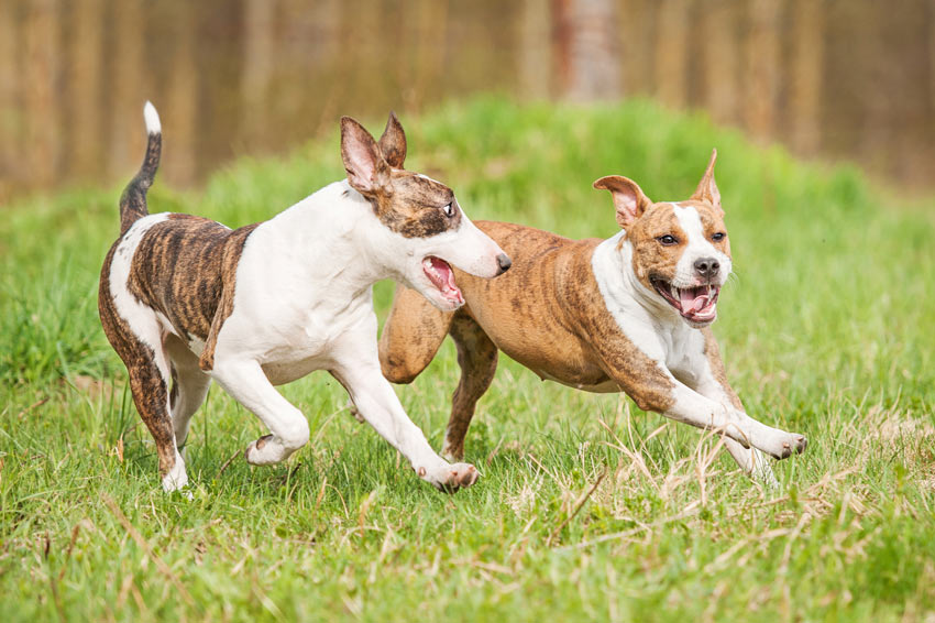 Two dogs playing and running around the garden