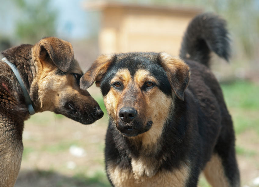Two mongrel dogs with temperaments that are difficult to predict