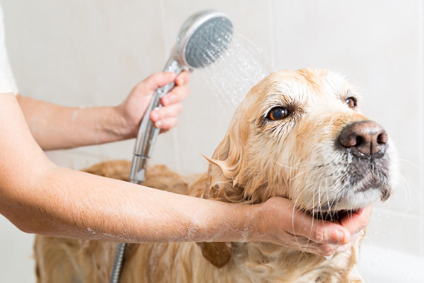 Washing a Golden Retriever but avoiding getting soap in his eyes