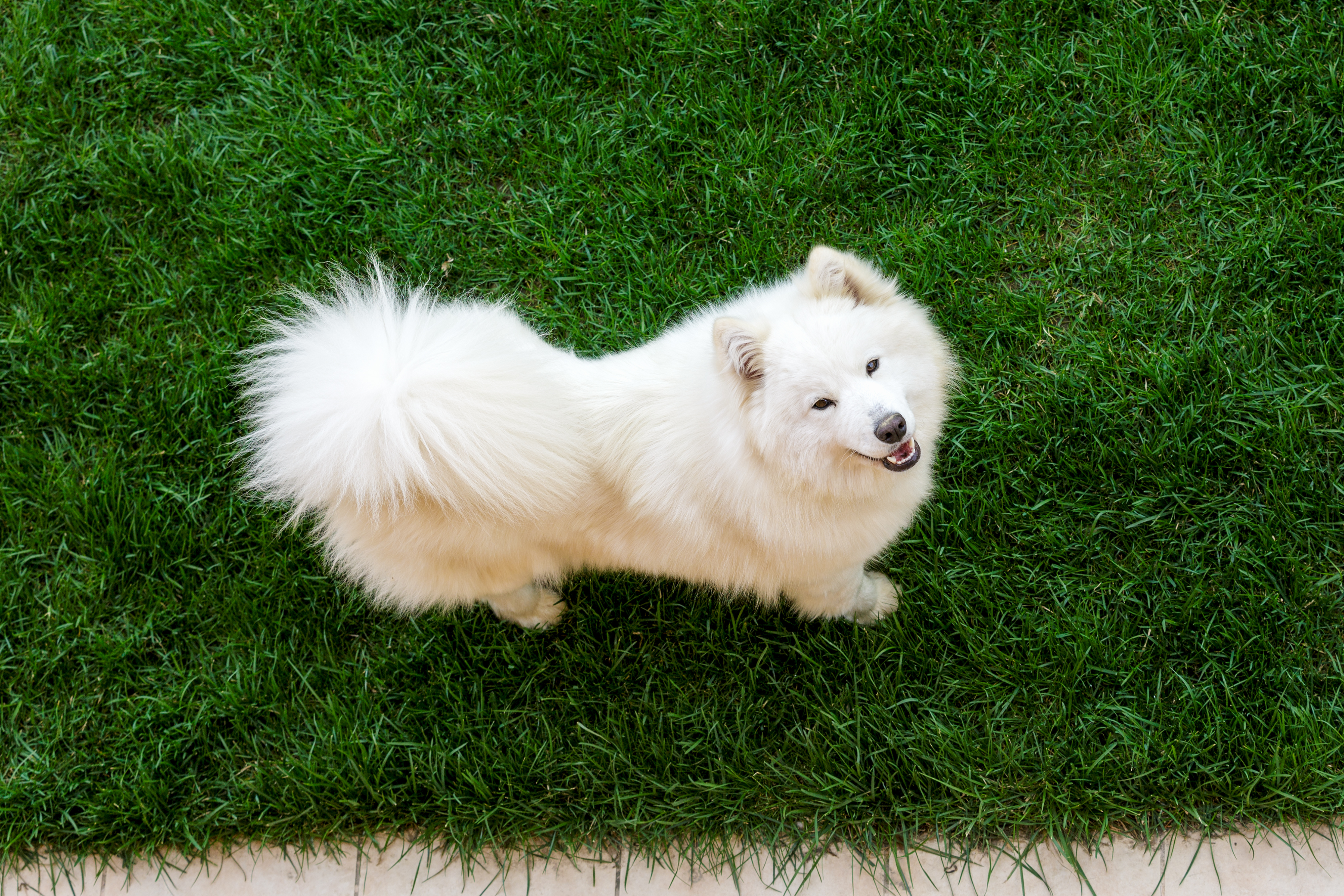 An adult Afghan Hound with a beautiful long hypoallergenic coat