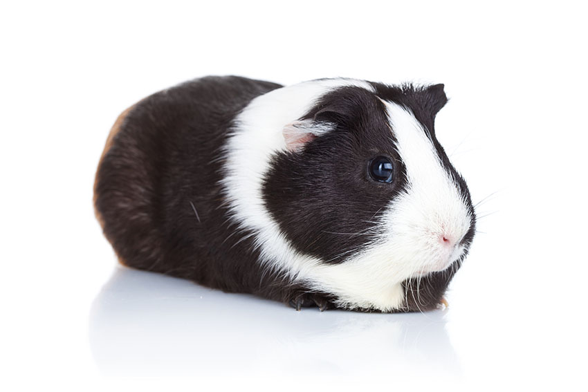 Dutch guinea pig