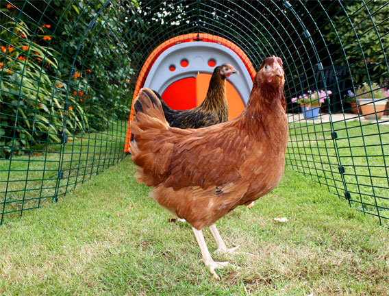 Tout ce dont vous avez besoin pour débuter avec vos poules, le Poulailler Eglu Classic est parfait pour commencer