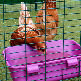 Poule qui boit dans l’abreuvoir du poulailler Eglu Go.