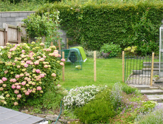 Le poulailler Eglu Go dans un jardin.