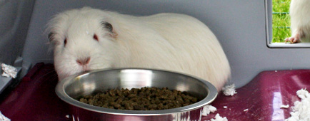 Un cochon d'Inde se nourrissant dans sa gamelle