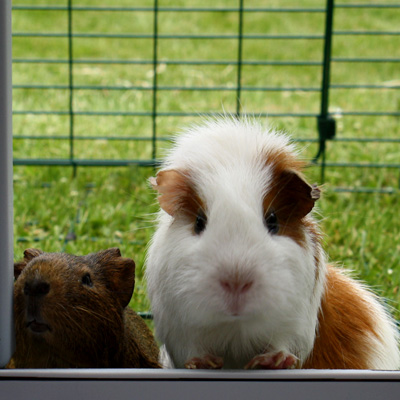 De jolis petit cochons d'Inde
