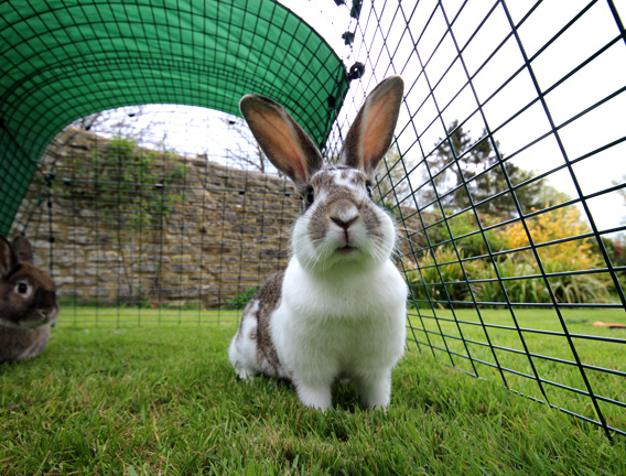 Un lapin dans son large enclos 