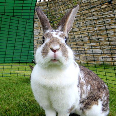 Un lapin heureux dans son enclos