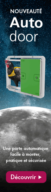 Comment Incuber Les Oeligufs De Vos Poules Naturellement