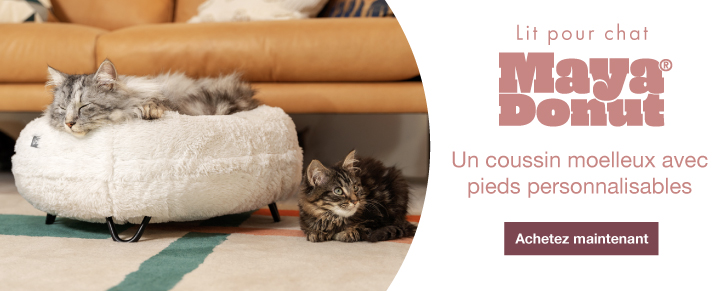 Comment Dresser Un Chat A L Aide D Un Clicker Dresser Votre Chat Chats