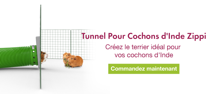 Enclos extérieur pour lapin et cochon d'inde : Conseils et Astuces - Petits  Compagnons