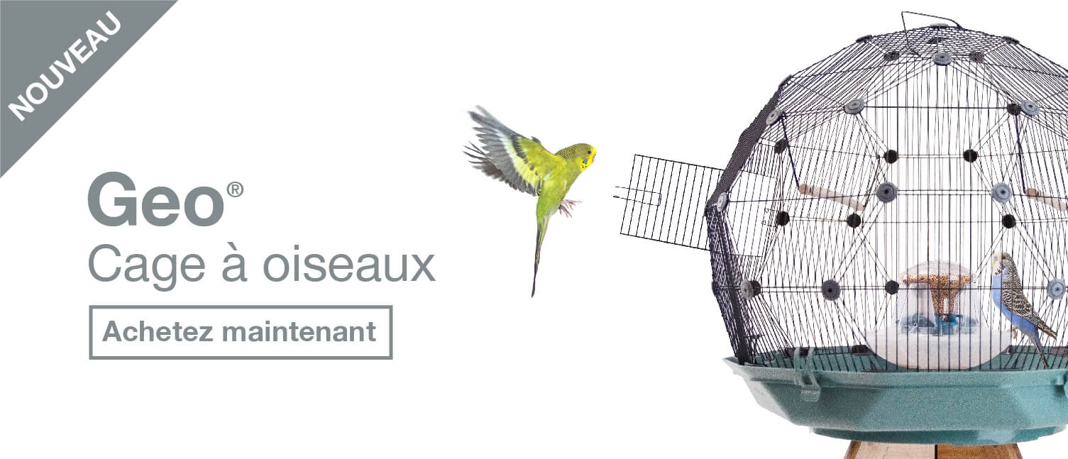 Interprétations Des Sons De Perruches Ondulées Sons Des