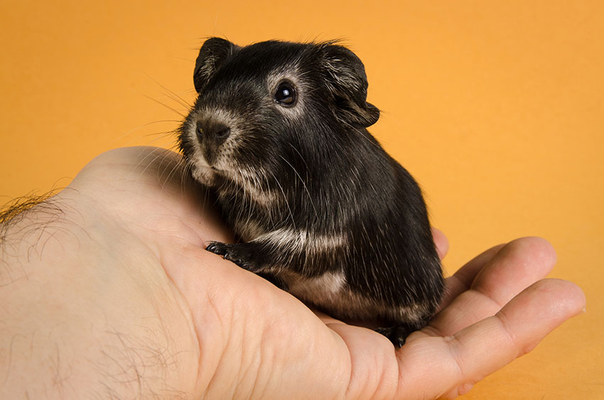 Fox guinea pig