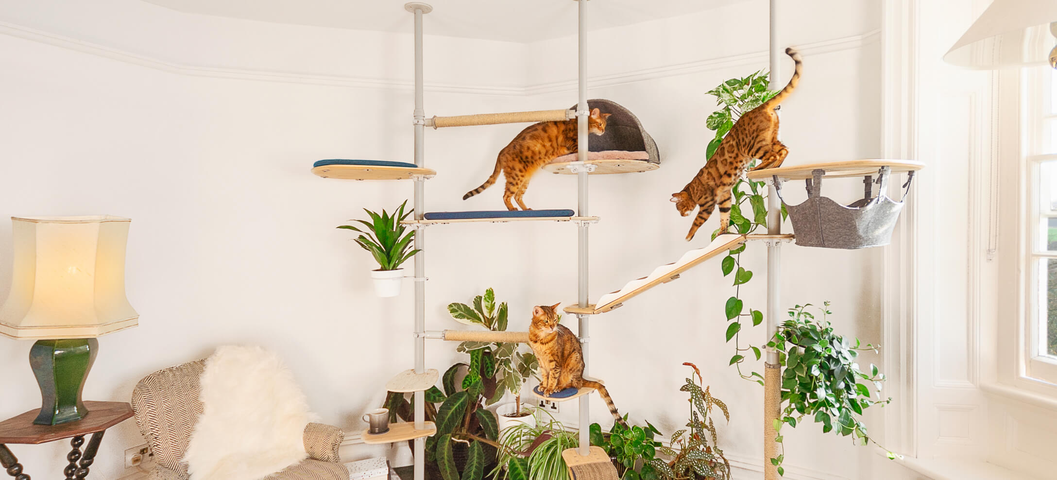 chats qui jouent sur un arbre à chat d’intérieur avec de nombreux accessoires