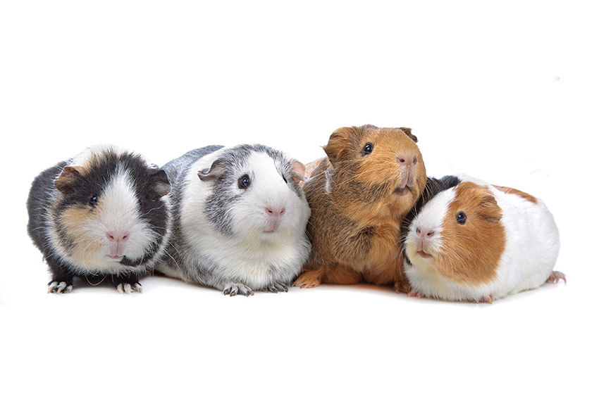 Guinea pigs are popular pets