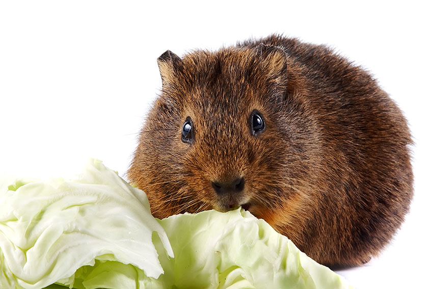 Guinea pig eating cabbage