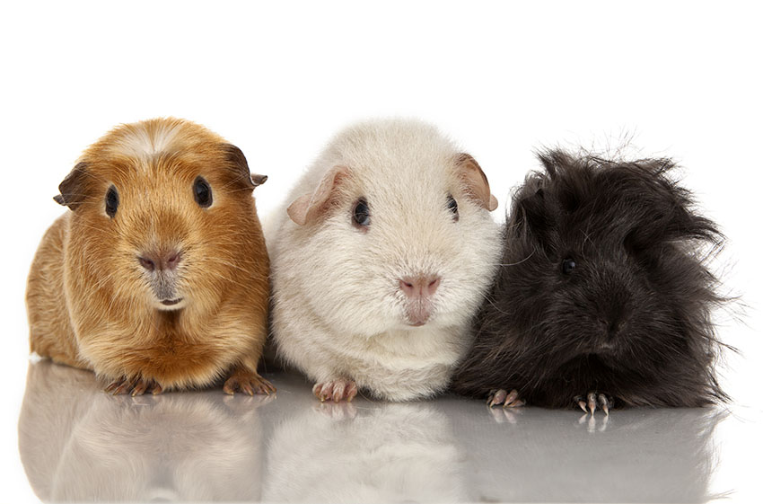 Guinea pig group basic colours