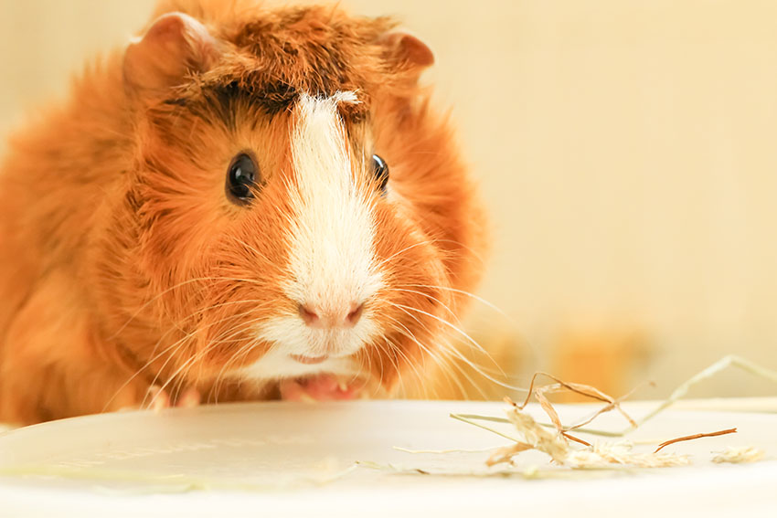 guinea pig on some towel