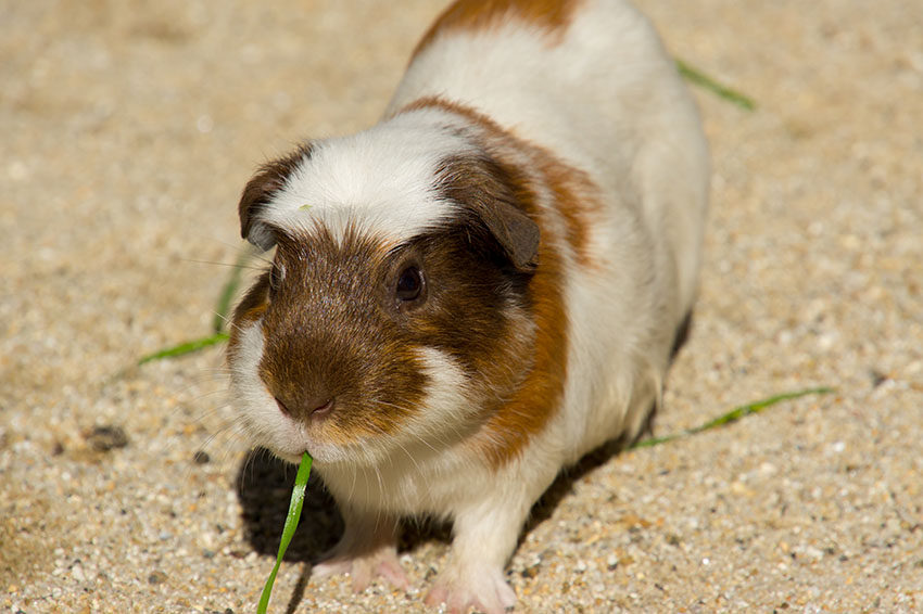 Guinea pigs give off allergens
