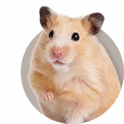 Hamsters