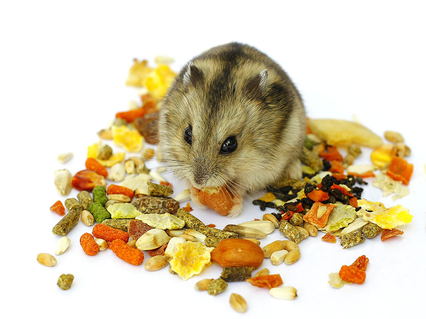 hamsters like different foods