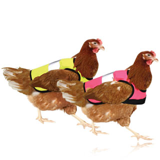 Vêtements pour poules