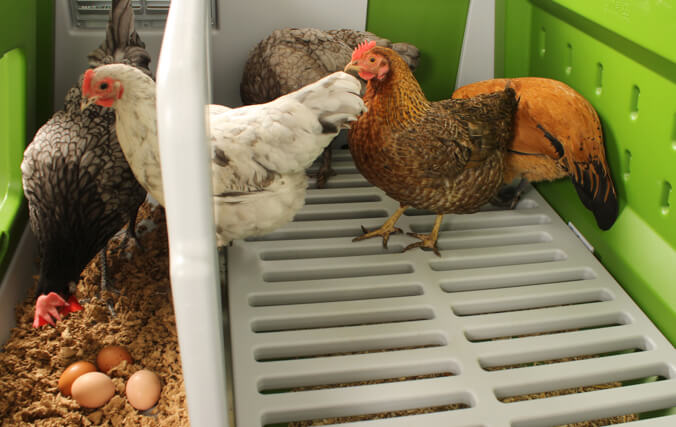 Hébergez jusqu’à 6 grandes poules dans ce grand poulailler