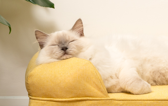 Chat qui se reposepaisiblement dans le panier Bolster sur le coussin de soutien en traversin