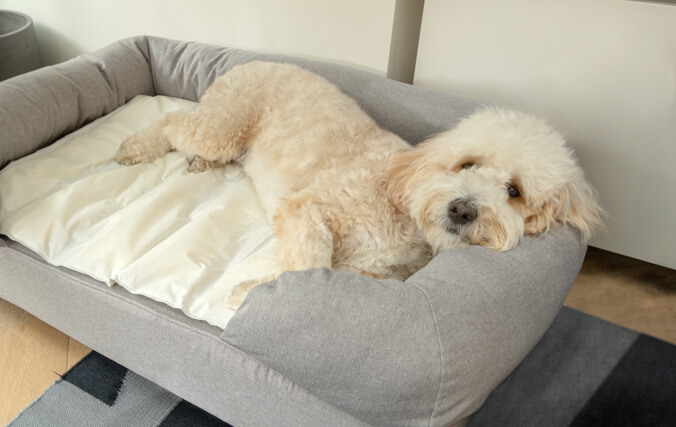 Placez le tapis rafraîchissant au-dessus pour éviter la sueur en été / Coussin pour chiens / coussin apaisant pour chien