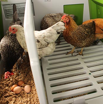 Un poulailler très spacieux permettant d'accueillir jusqu'à 10 poules