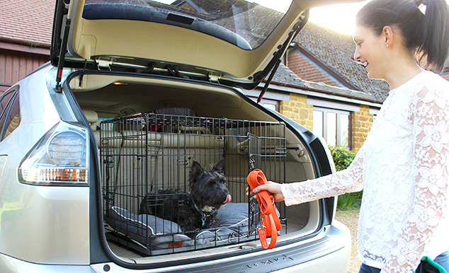 A Swiss White Shepherd Dog safely traveling in a dog crate