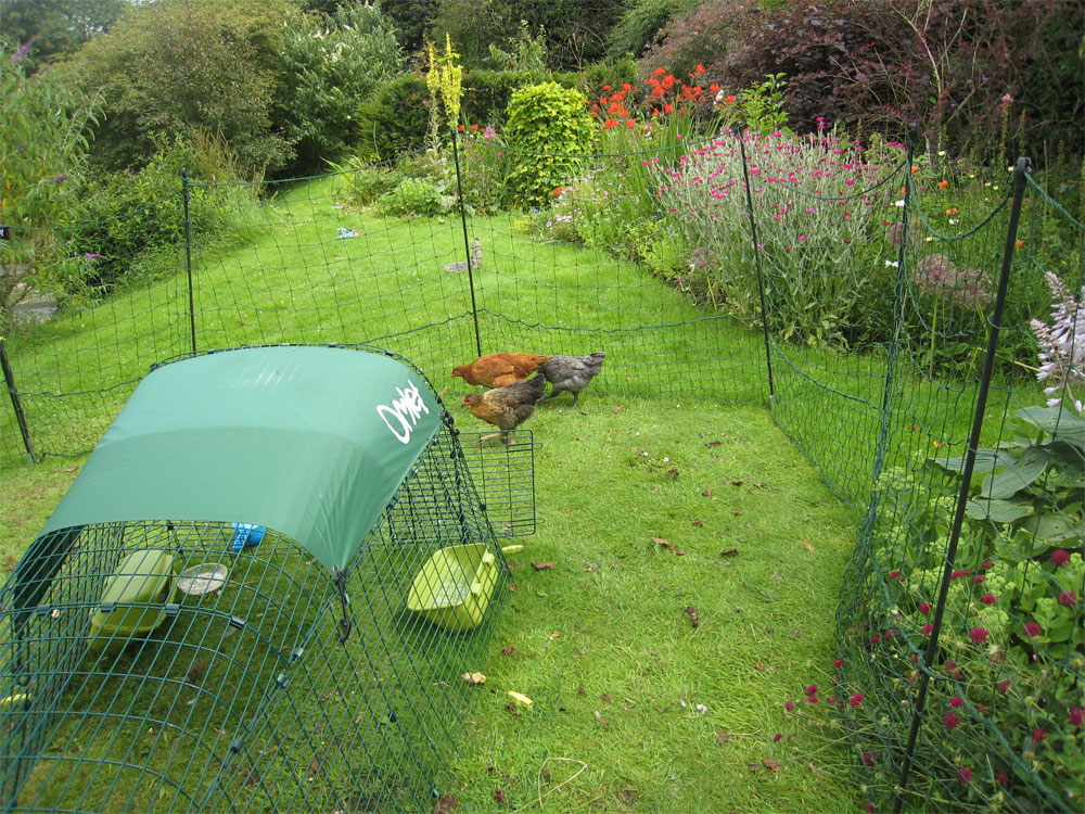 Vous pouvez utiliser le Filet à poules Omlet pour garder vos poules loin de vos fleurs